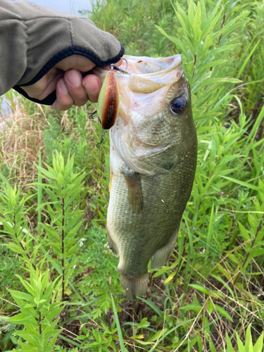 ブラックバスの釣果