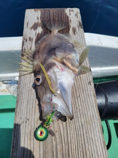 マトウダイの釣果