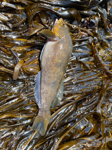 アイナメの釣果