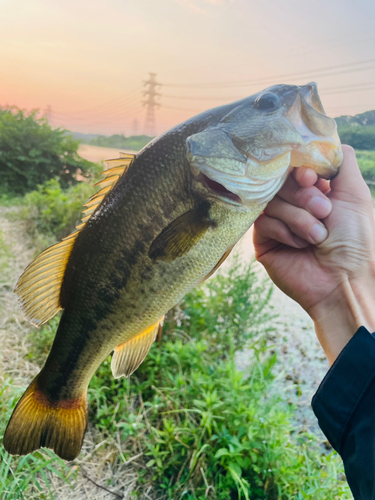 ラージマウスバスの釣果