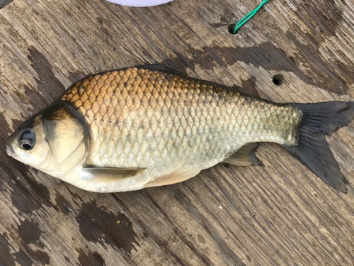 ヘラブナの釣果