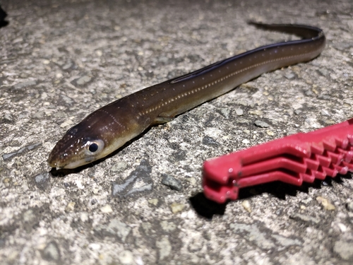 アナゴの釣果