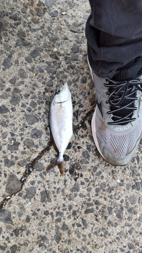 カンパチの釣果