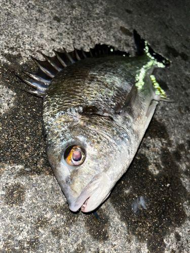 キビレの釣果