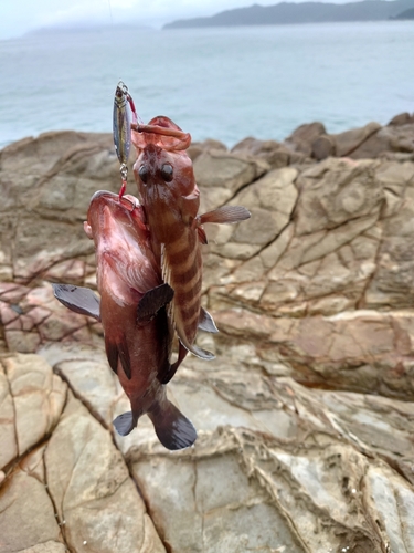 マハタの釣果