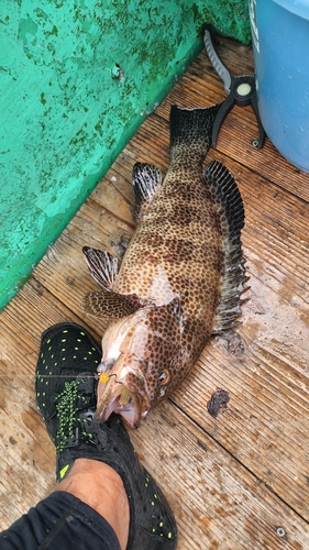 オオモンハタの釣果