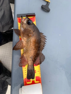 アカメバルの釣果