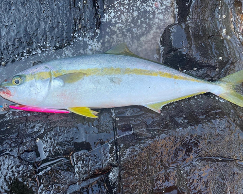 ヤズの釣果