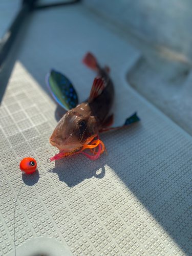 ホウボウの釣果