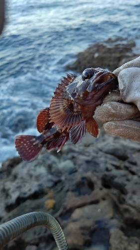 ガシラの釣果