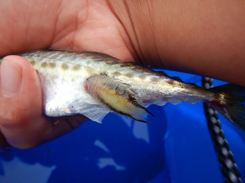 サバの釣果