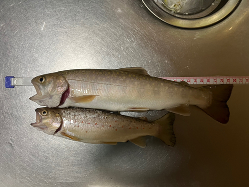 イワナの釣果