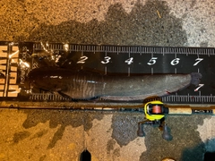 マナマズの釣果