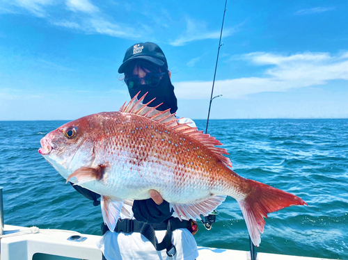 マダイの釣果