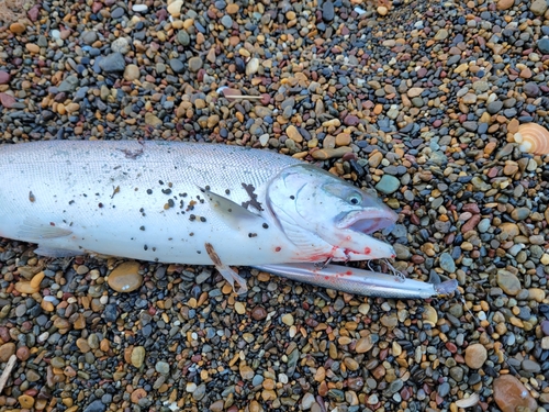 サクラマスの釣果