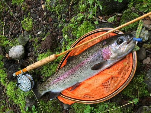 ニジマスの釣果