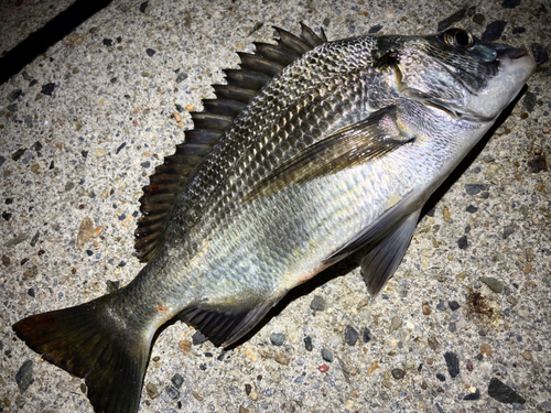 チヌの釣果