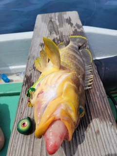 アオハタの釣果