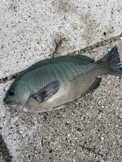 グレの釣果