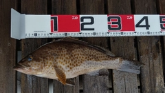 オオモンハタの釣果