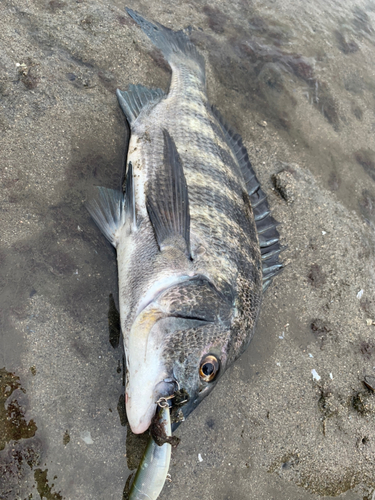 チヌの釣果