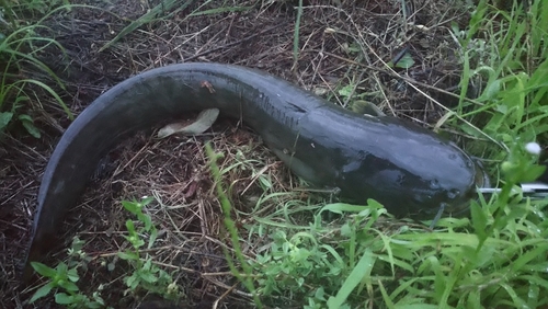 ニホンナマズの釣果