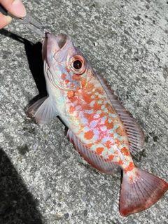 ゴマヒレキントキの釣果