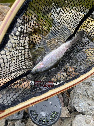 ニジマスの釣果