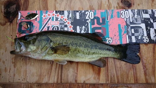 ブラックバスの釣果