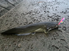 ナマズの釣果