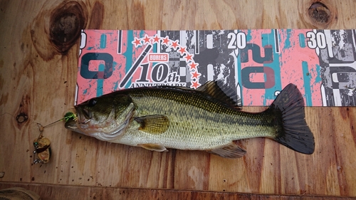 ブラックバスの釣果