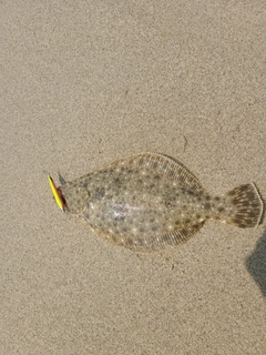 ソゲの釣果