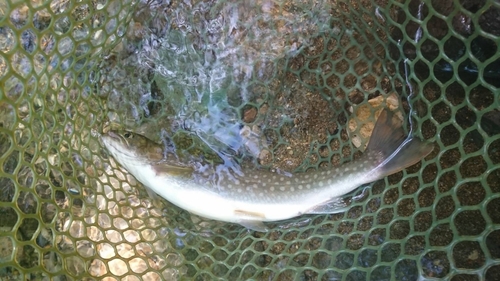 イワナの釣果