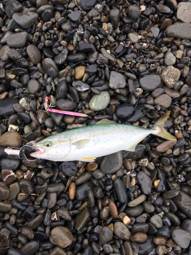 ワカシの釣果