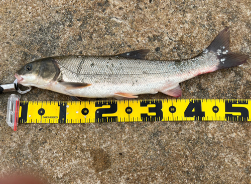 マルタウグイの釣果