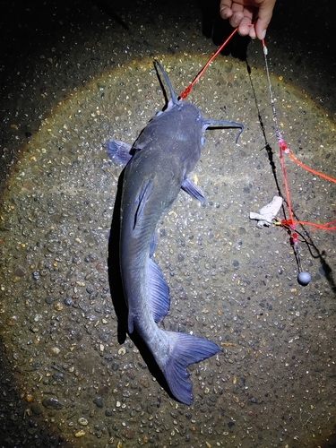 アメリカナマズの釣果