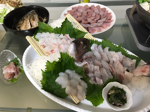 マダイの釣果