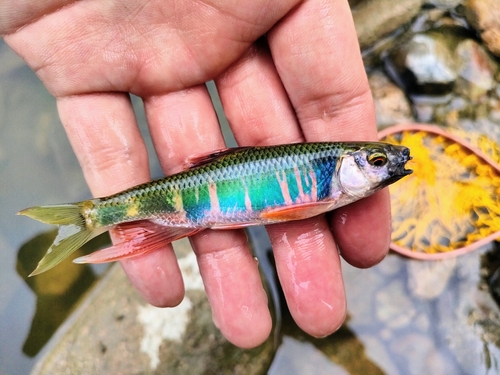 オイカワの釣果