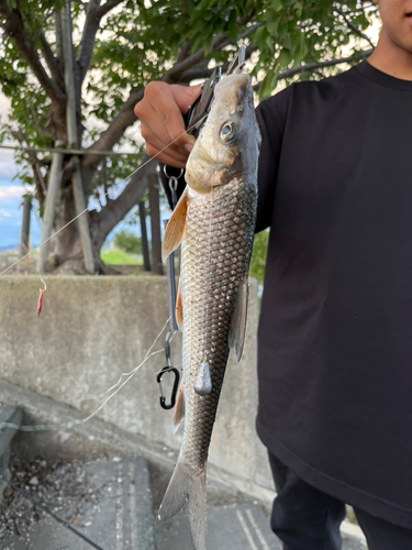 ニゴイの釣果