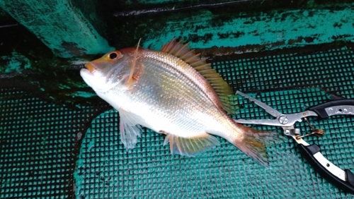 レンコダイの釣果