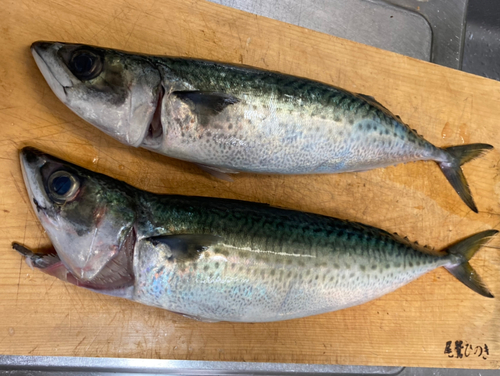 サバの釣果