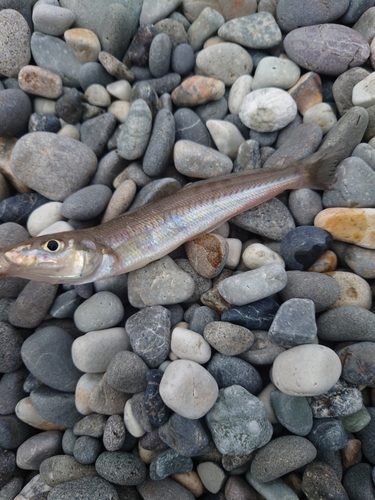 シロギスの釣果