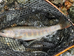 ヤマトイワナの釣果