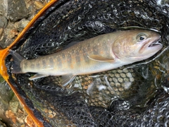 ヤマトイワナの釣果