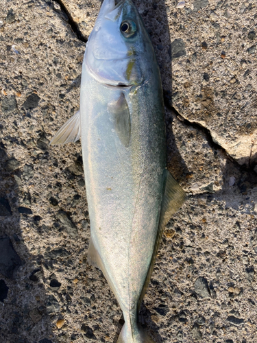 ブリの釣果