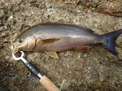 イサキの釣果