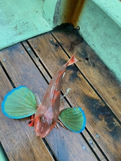 ホウボウの釣果