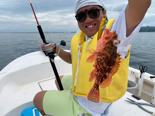 ウッカリカサゴの釣果