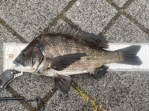 クロダイの釣果