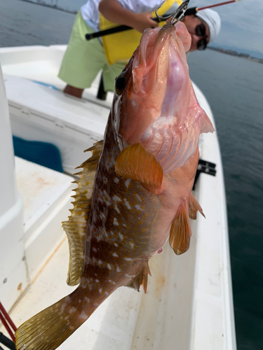 キジハタの釣果